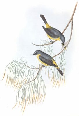 Yellow Breasted Robin Bird Vintage Illustrations