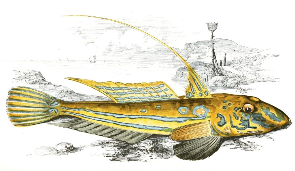 Yellow Skullpin Fish Vintage Illustration