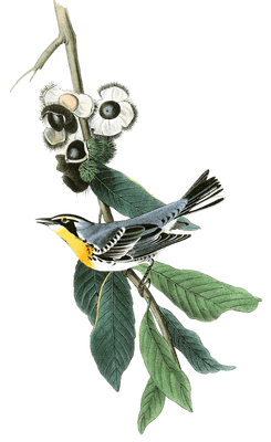 Yellow Throated Wood Warbler Bird Vintage Illustrations