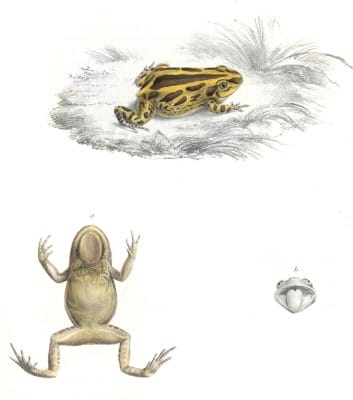 Yellow and Borwn Frog Cystiganathus Senegalensis Vintage Illustration