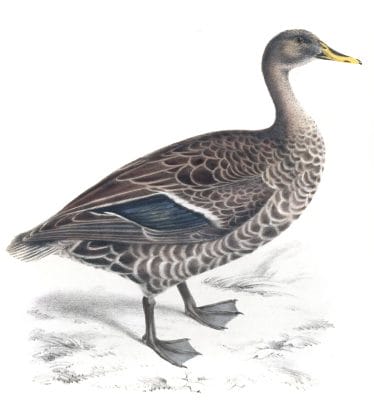 Yellow billed teal duck - anas flavirostris - Vintage Bird Illustration