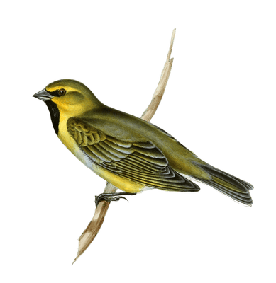 Yellow bridled Finch chlorospiza xanthigramma