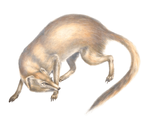 Yellow mongoose cynictis lepturus