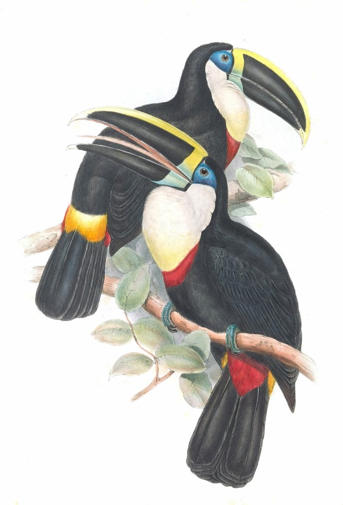 Yellow-ridged-Toucan-Ramphastos-Culminatus
