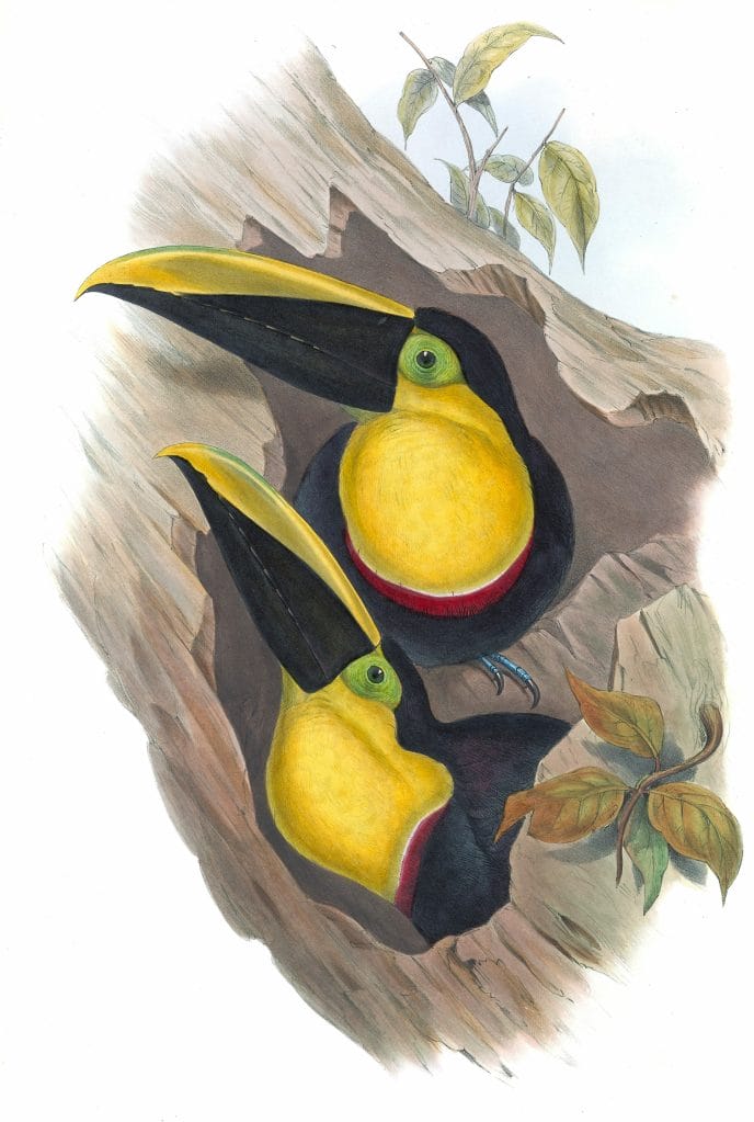 Yellow-throated-toucan-Ramphastos-Ambiguus