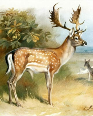 Animals