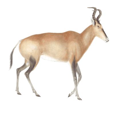 antelope baalus caama