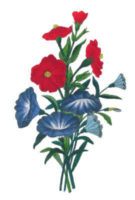 Belle De Jour Vintage Flower Illustration 1