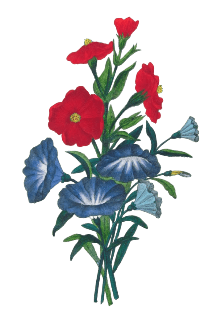 Belle De Jour Vintage Flower Illustration 1