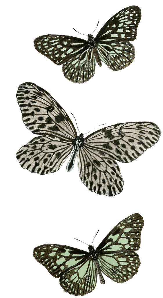 blue-tiger-variety-butterflies-copy-1