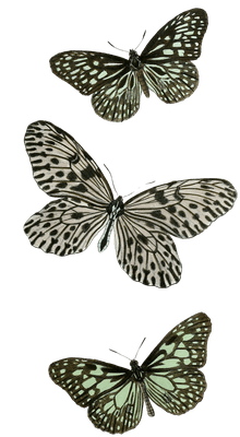 blue-tiger-variety-butterflies-copy