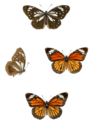 celon-tiger-danaus-genutia-buttefly-copy