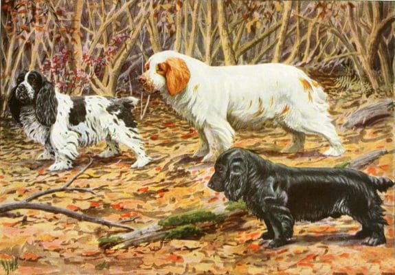 cocker spaniesl Vintage Illustrations