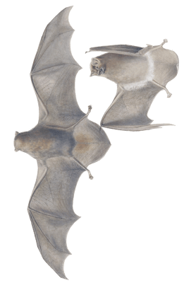 common bent wing bat