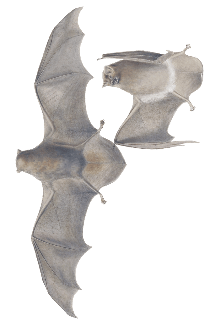 common bent wing bat