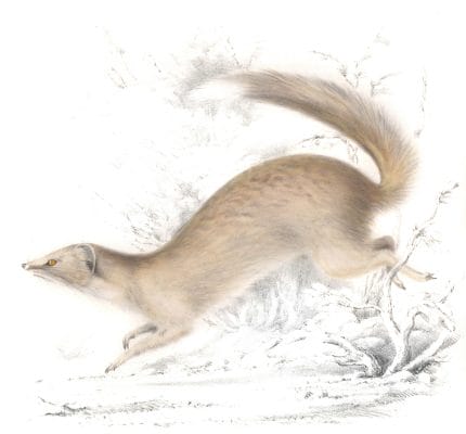cynictis ogilbyii Mongoose