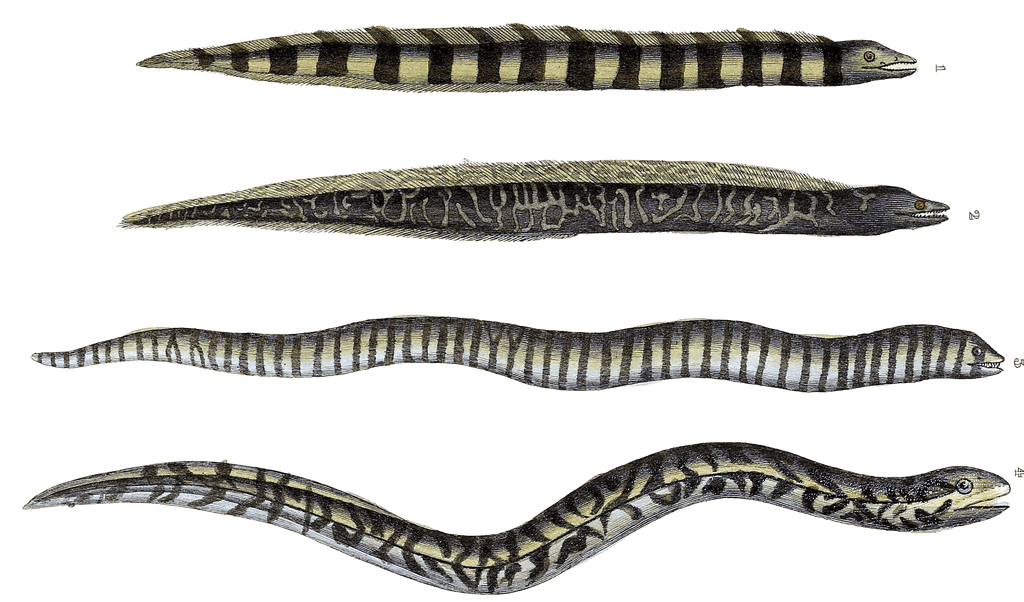 eels and sea snake Vintage Illustration