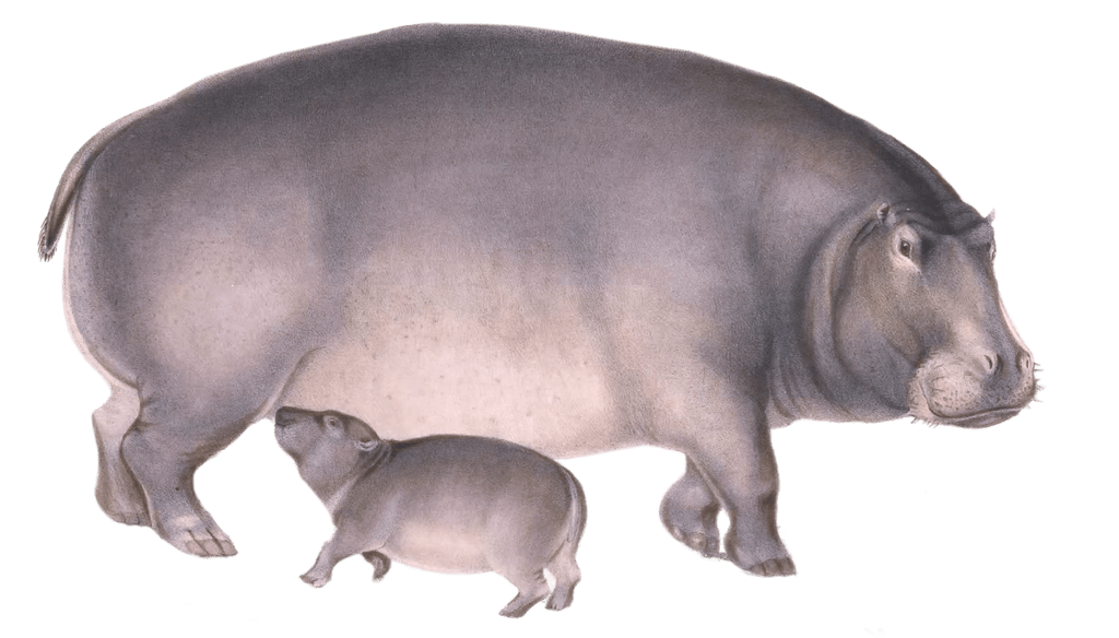 hippopotamus amphibius Vintage Illustration