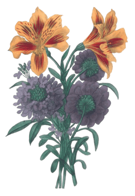 Lys Du Japon Vintage Flower Illustration