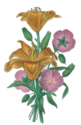 Lys Orange Vintage Flower Illustration