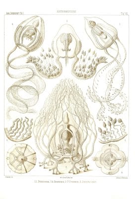 monographiederme11879haec 0039 Vintage Jellyfish Illustration
