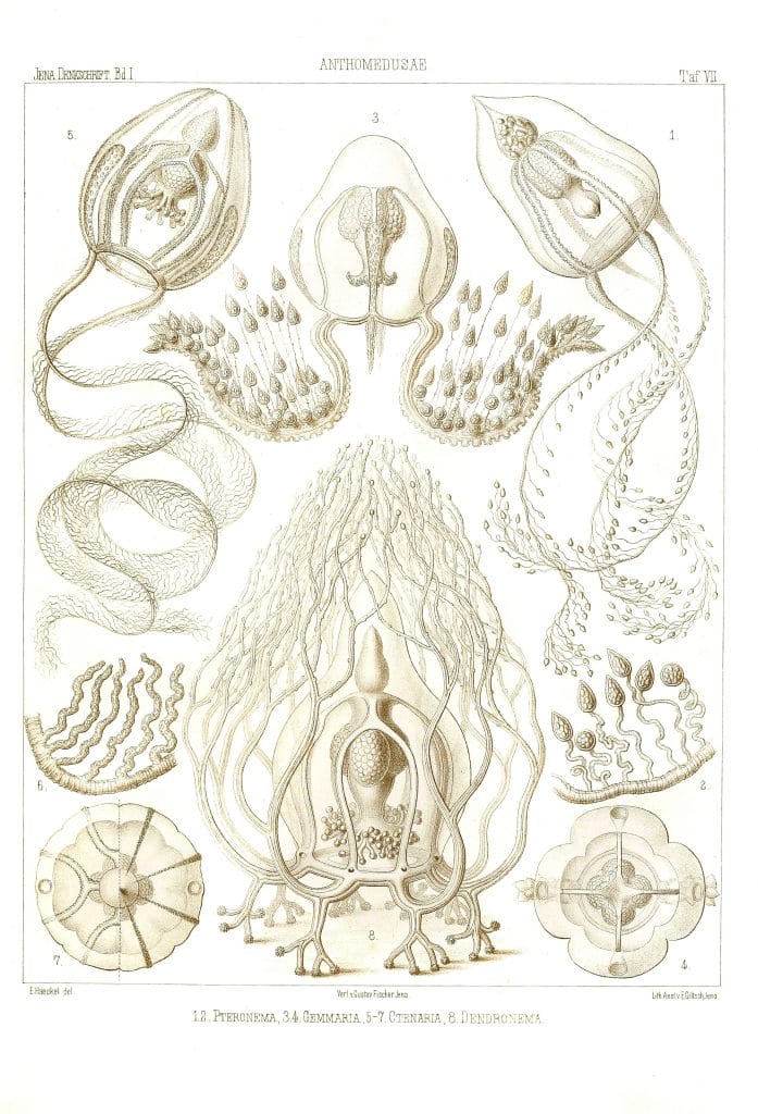 monographiederme11879haec 0039 Vintage Jellyfish Illustration