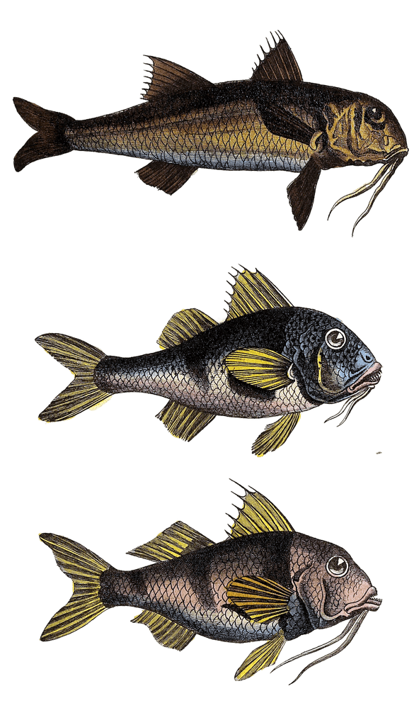 mullet various fish Vintage Illustration