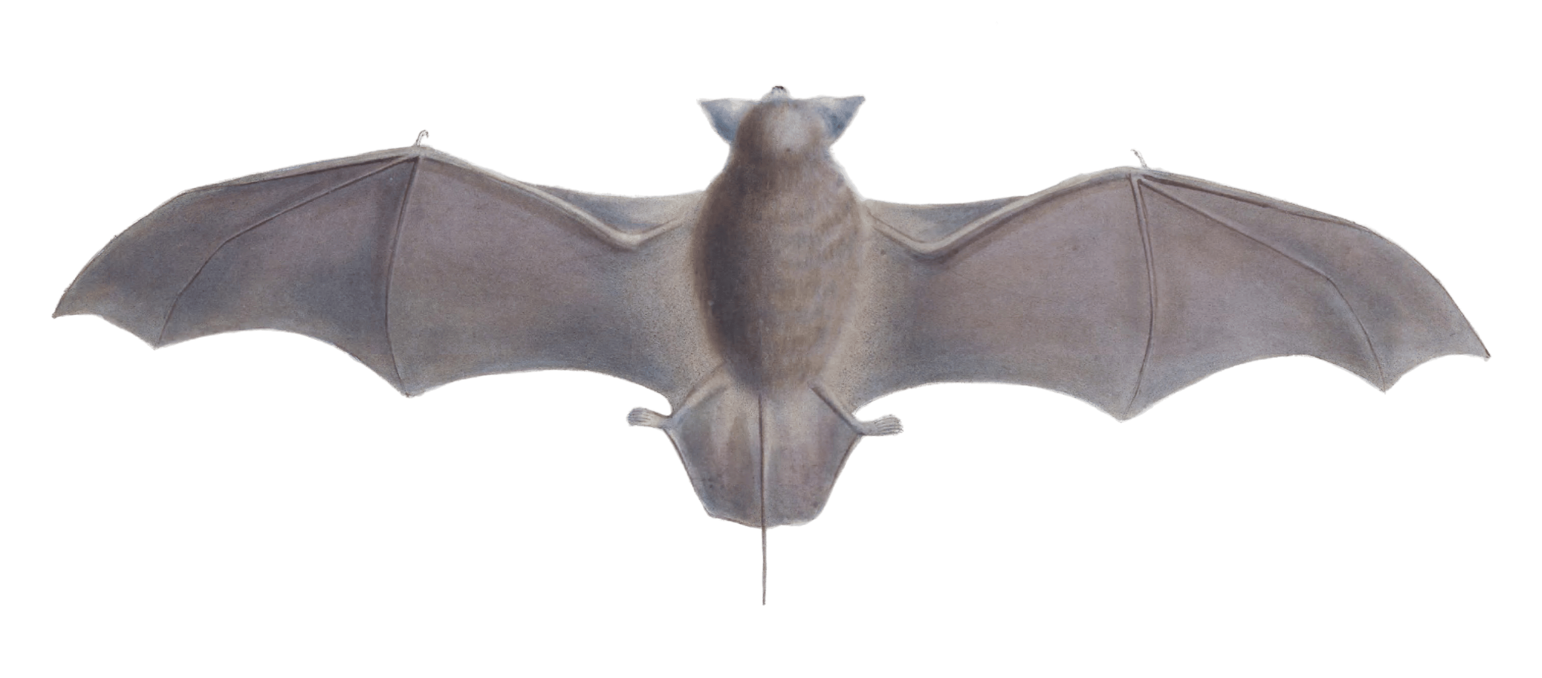 natal free tailed bat Vintage Illustration