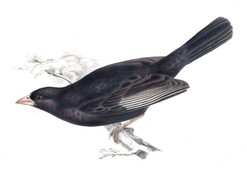 red billed weaver bird textor erythrorhynchus - Vintage Bird Illustrations