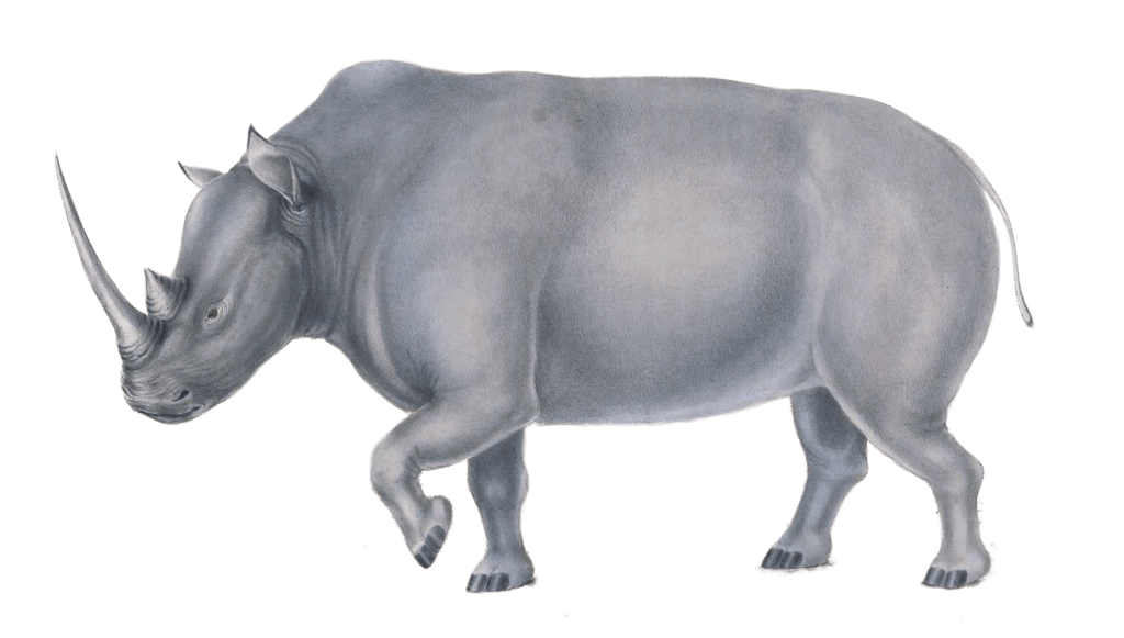 rhinoceros Vintage Illustration