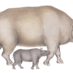 rhinoceros bicornis Vintage Illustration