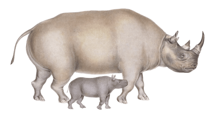 rhinoceros bicornis Vintage Illustration