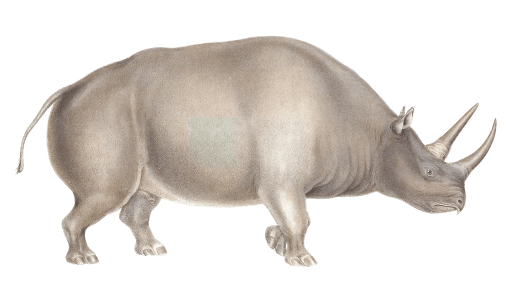 rhinoceros keitloa Vintage Illustration