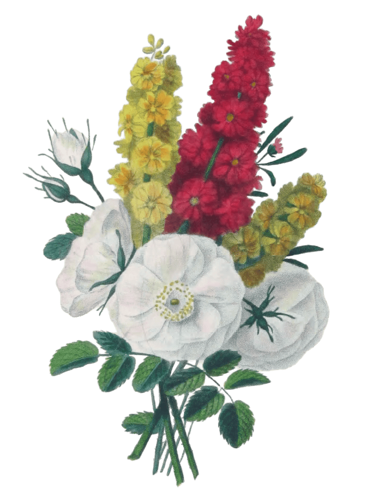 Rose Blanche Jiroflee Vintage Flower Illustration
