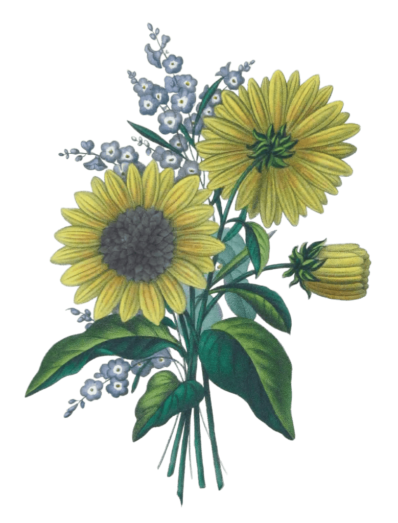 Sofeil Vivace Vintage Flower Illustration
