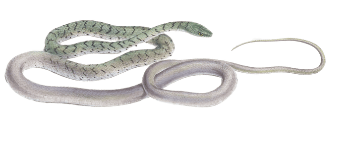 spotted bush snake Dendrophis Semivariegata Vintage Illustration