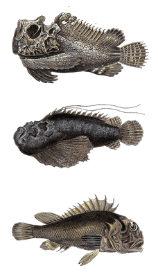 stone fish Vintage Illustration