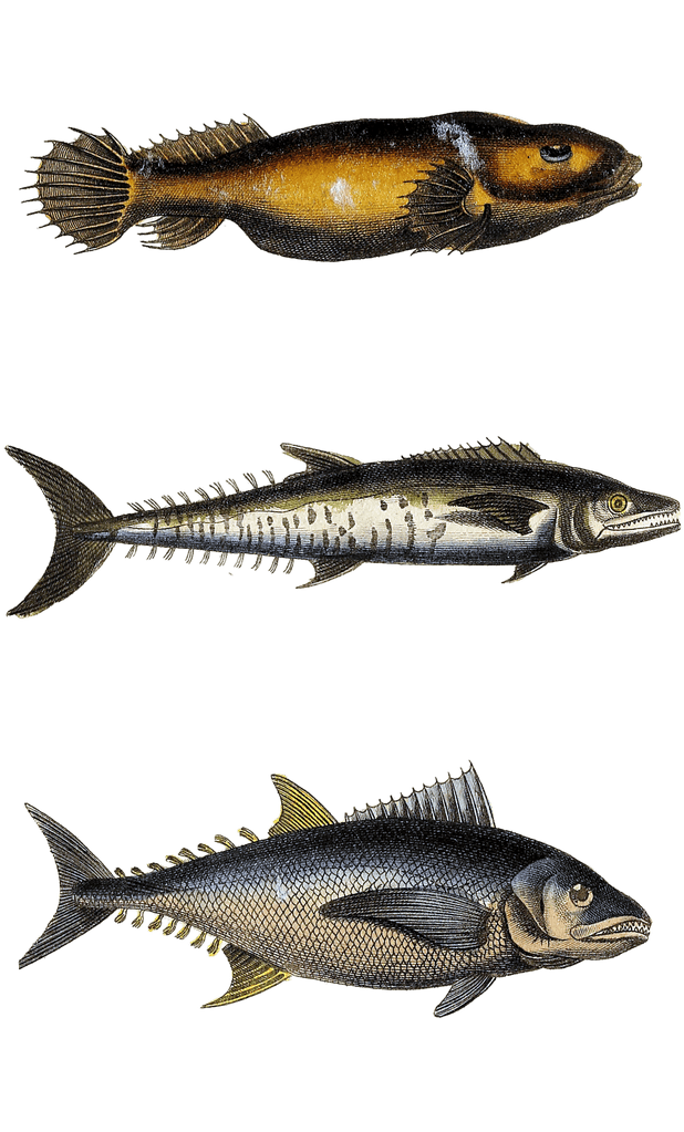 tuna various fish Vintage Illustration