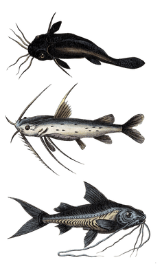 various catfish 1 Vintage Illustration