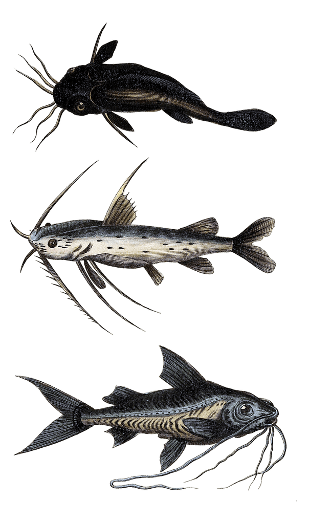 various catfish 1 Vintage Illustration