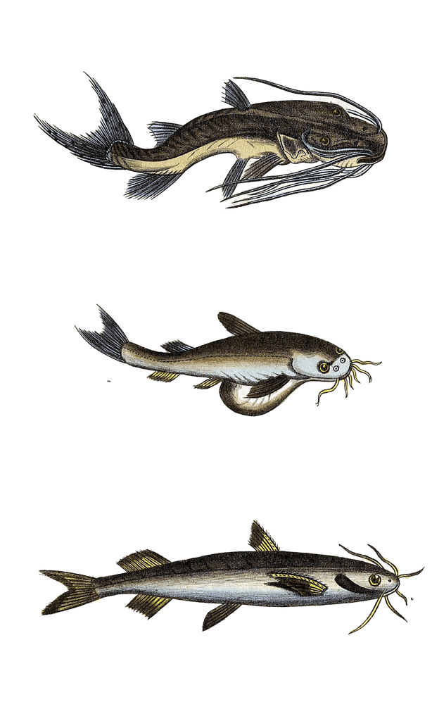 various catfish 3 Vintage Illustration