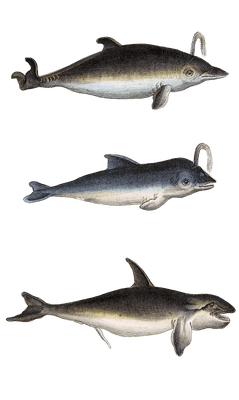 various dolphin Vintage Illustration