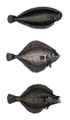 various flounder Vintage Illustration