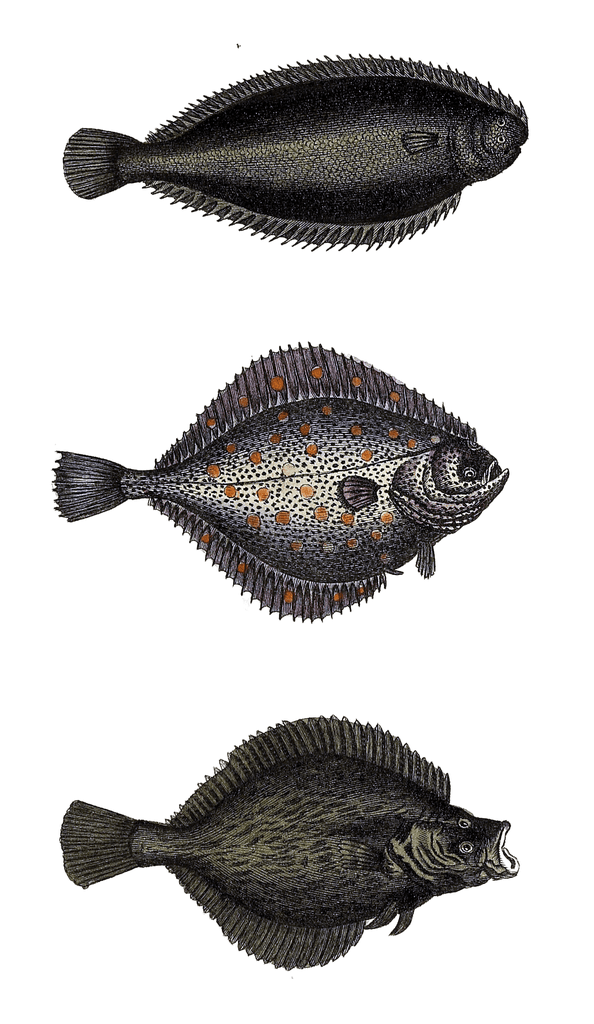various flounder Vintage Illustration