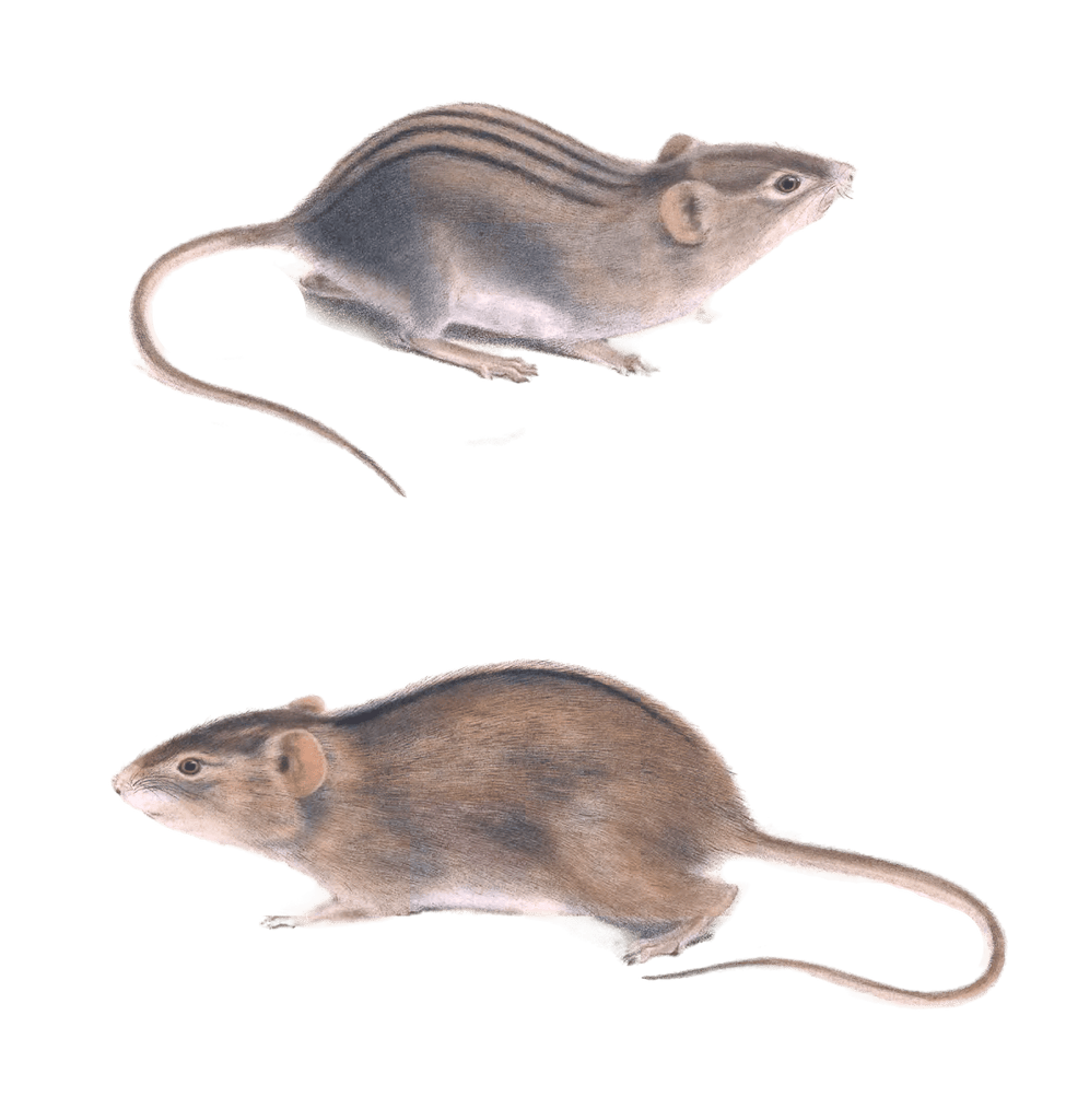 various rats Vintage Illustration