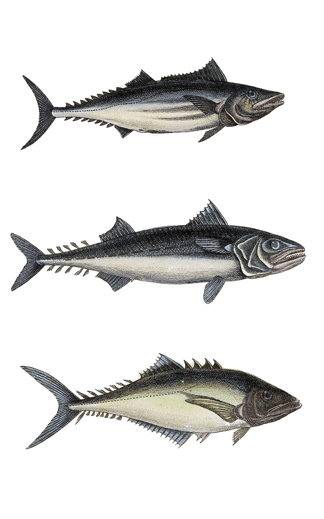 various tuna fish Vintage Illustration