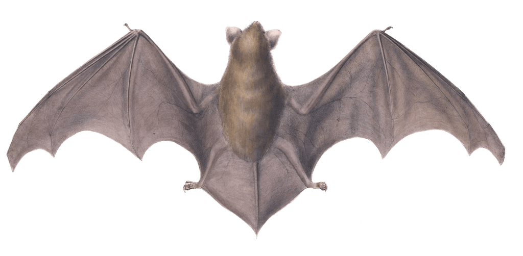 vespertilio frosted bat Vintage Illustration