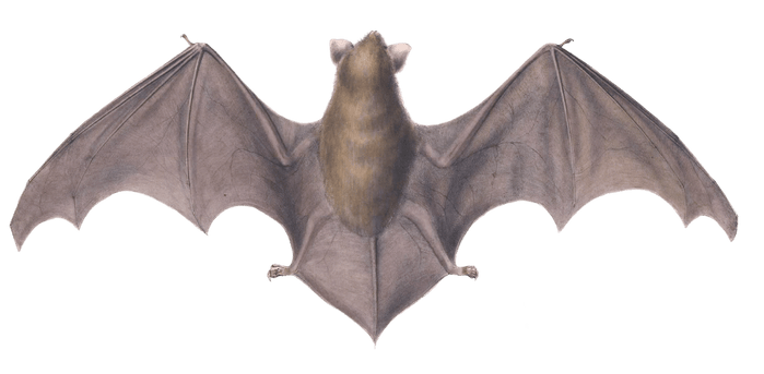 vespertilio frosted bat Vintage Illustration
