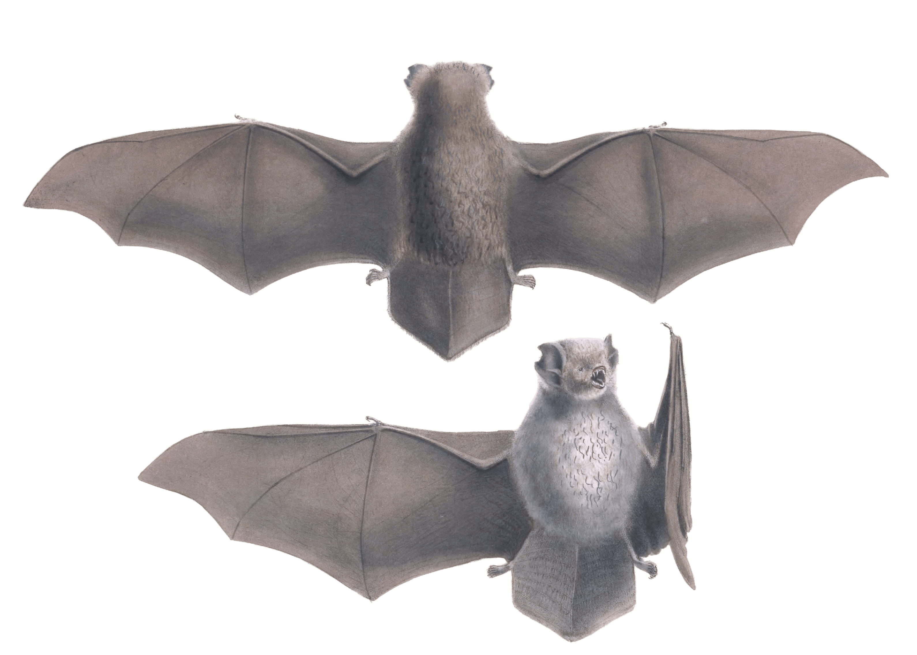 vespertilio frosted bat2 Vintage Illustration