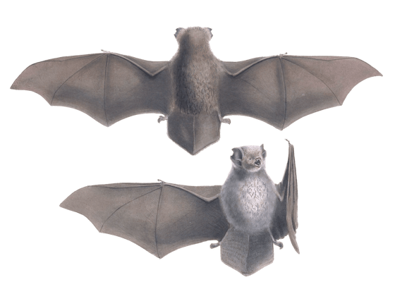 vespertilio frosted bat2 Vintage Illustration